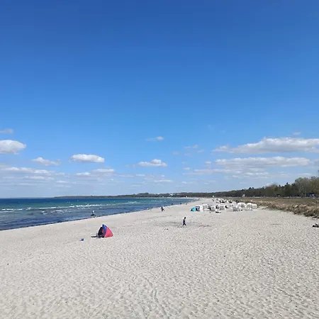 Muschelsucher